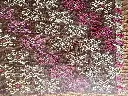 IMG_1921.webp